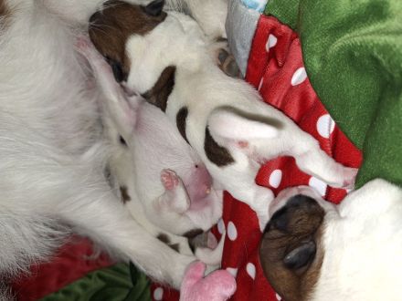 Jack Russell Terrier Welpen Rauhaar