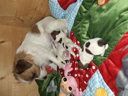 Jack Russell Terrier Welpen Rauhaar