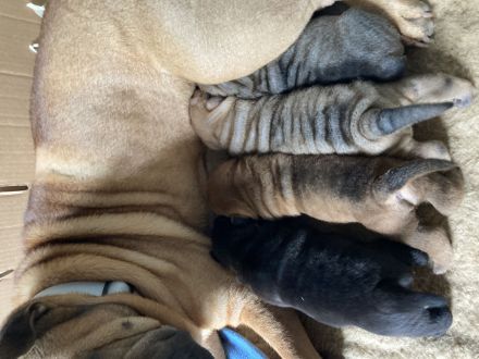 Reinrassige Sharp Pei Welpen