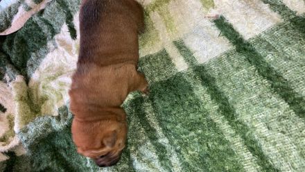 Reinrassige Sharp Pei Welpen