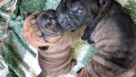 Reinrassige Sharp Pei Welpen