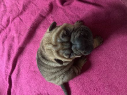Reinrassige Sharp Pei Welpen