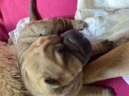 Reinrassige Sharp Pei Welpen