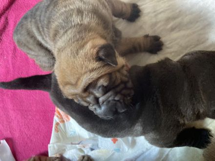 Reinrassige Sharp Pei Welpen