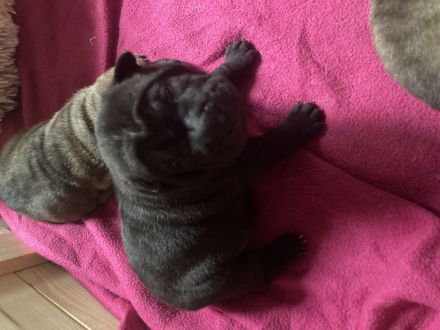 Reinrassige Sharp Pei Welpen