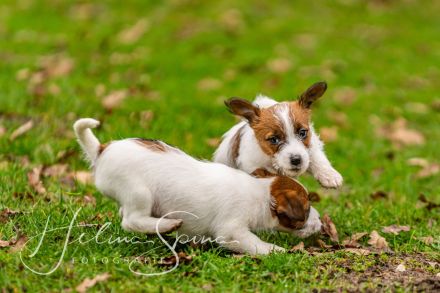 Never Say Never Again