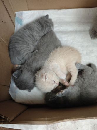 Süße BKH Kitten