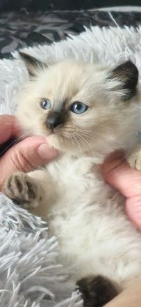 Ragdoll Kitten