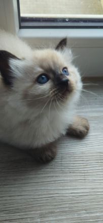 Ragdoll Kitten