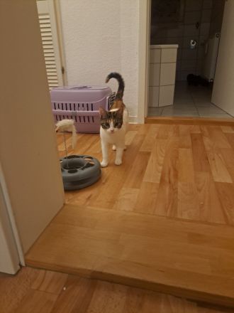 GlückskatzeKater