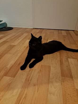 GlückskatzeKater