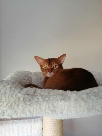 Abessinier Kater