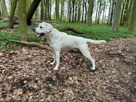 Wunderschöner weißer Labrador Rüde