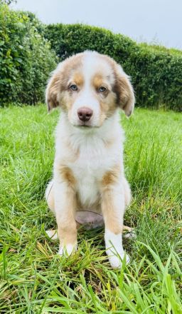 Die rasselbande sucht ein Zuhause