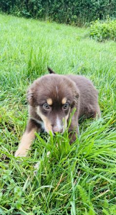 Die rasselbande sucht ein Zuhause