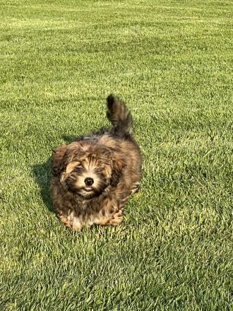 Havaneser Mädchen bereit für die große Welt