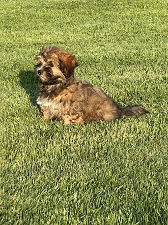 Havaneser Mädchen bereit für die große Welt