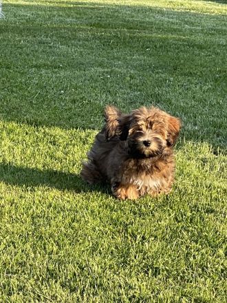 Havaneser Mädchen bereit für die große Welt