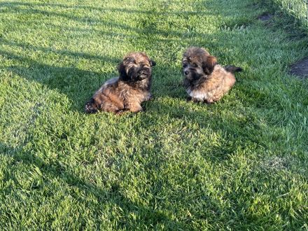 Havaneser Mädchen bereit für die große Welt