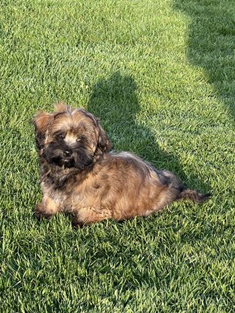 Havaneser Mädchen bereit für die große Welt