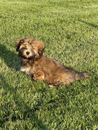 Havaneser Mädchen bereit für die große Welt