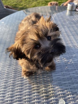 Havaneser Mädchen bereit für die große Welt