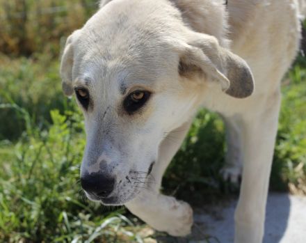 Lina sucht ihr Für-immer-Zuhause