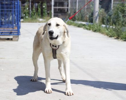 Lina sucht ihr Für-immer-Zuhause