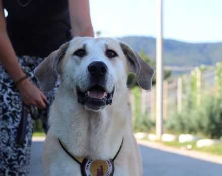 Lina sucht ihr Für-immer-Zuhause