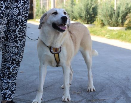 Lina sucht ihr Für-immer-Zuhause