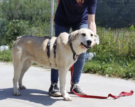 Lina sucht ihr Für-immer-Zuhause