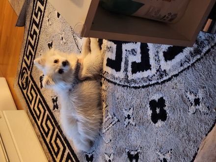 Zwergspitz weiblich 26 monate alt 500 eure in Winnenden