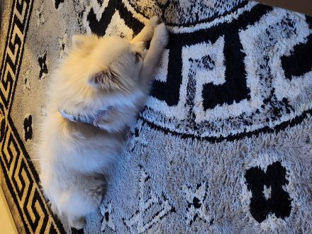 Zwergspitz weiblich 26 monate alt 500 eure in Winnenden