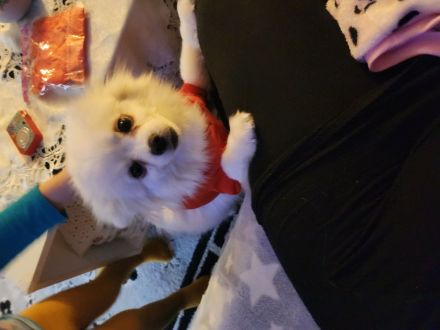 Zwergspitz weiblich 26 monate alt 500 eure in Winnenden