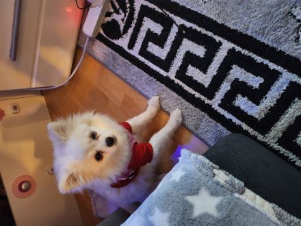 Zwergspitz weiblich 26 monate alt 500 eure in Winnenden