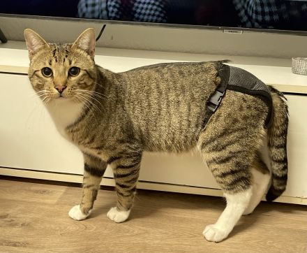 Deckkater ( Tabby )