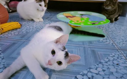 Schenkst du Rubeus dein Herz?