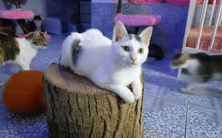 Schenkst du Rubeus dein Herz?