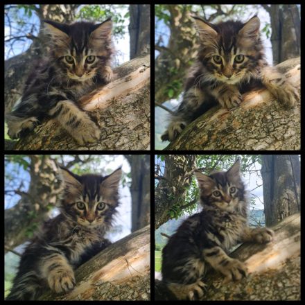 Reinrassige Maine Coon Kitten