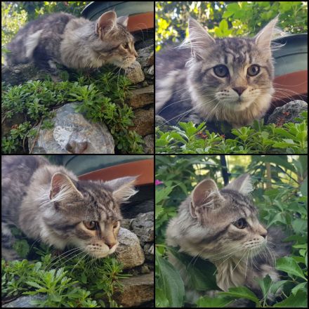 Reinrassige Maine Coon Kitten