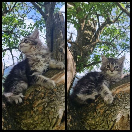 Reinrassige Maine Coon Kitten