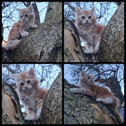 Reinrassige Maine Coon Kitten