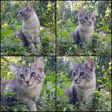 Reinrassige Maine Coon Kitten