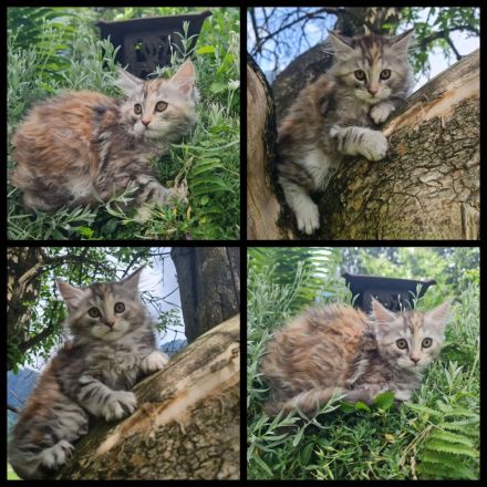 Reinrassige Maine Coon Kitten
