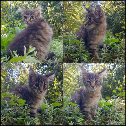 Reinrassige Maine Coon Kitten