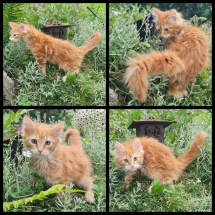 Reinrassige Maine Coon Kitten