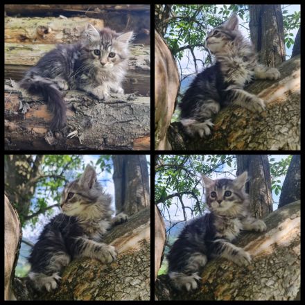 Reinrassige Maine Coon Kitten