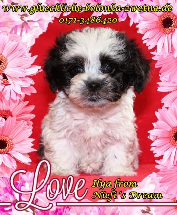 Bolonka Zwetna Welpe sucht Traumschlösschen