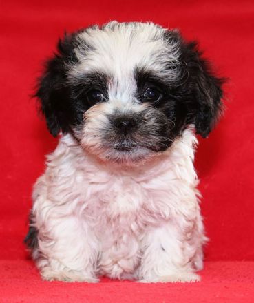 Bolonka Zwetna Welpe sucht Traumschlösschen