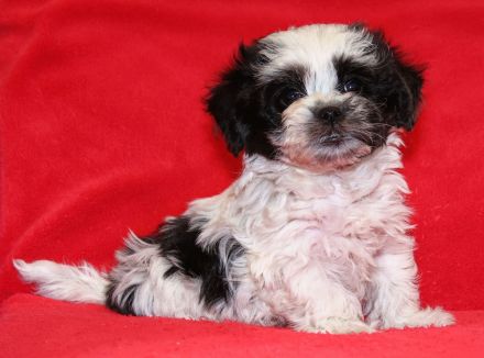 Bolonka Zwetna Welpe sucht Traumschlösschen